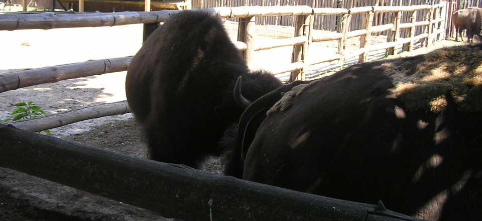 富有魅力的网页在线DDOS压力测试