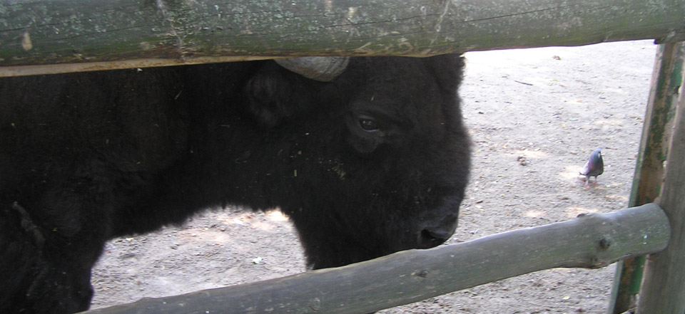 安全的自助渠道推荐的网站攻击手段